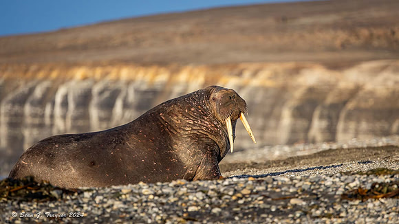 Walruses