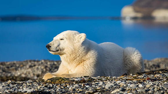 Polar Bear