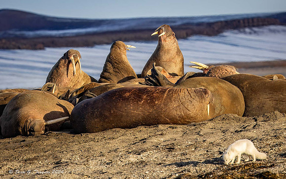 Arctic Fox & Walruses