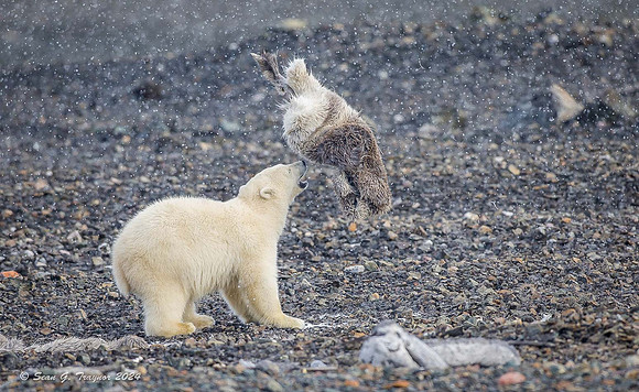 Polar Bear