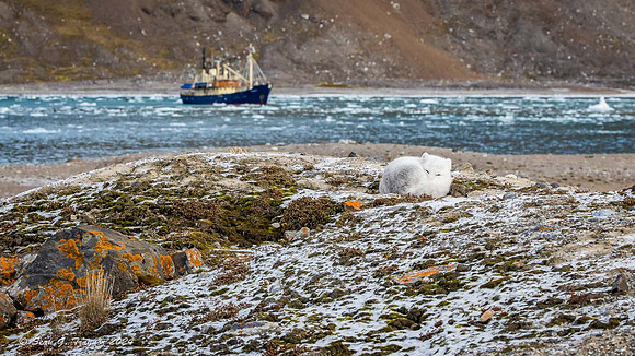Arctic Fox