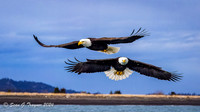 Bald Eagles