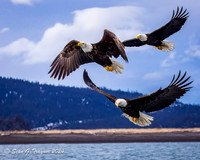 Bald Eagles