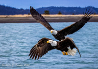 Bald Eagles