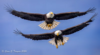 Bald Eagles