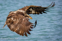 Bald Eagles