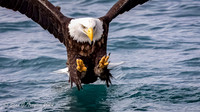 Bald Eagles
