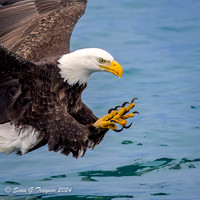 Bald Eagles