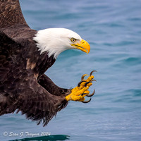 Bald Eagles