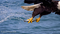 Bald Eagles