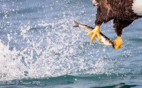 Bald Eagles