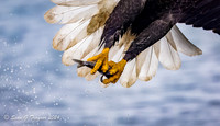 Bald Eagles