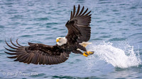 Bald Eagles