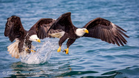 Bald Eagles