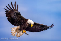 Bald Eagles