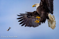 Bald Eagles