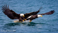 Bald Eagles