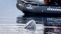 Minke Whale