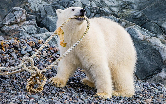 Polar Bear