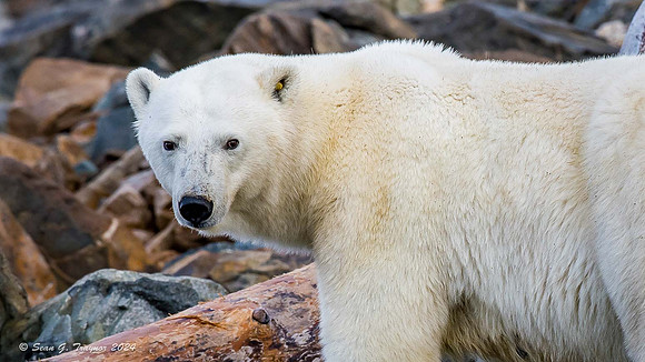 Polar Bear