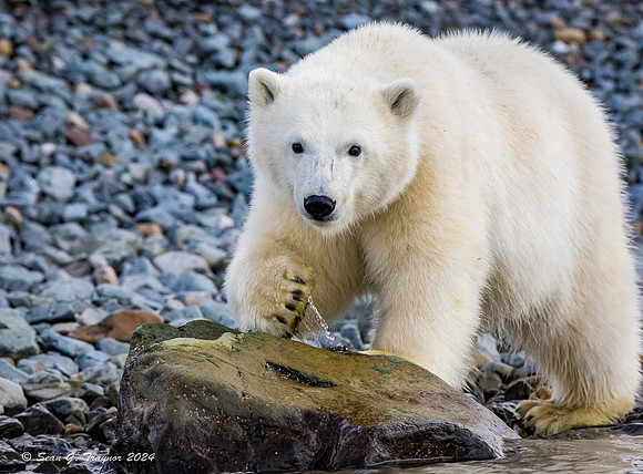 Polar Bear