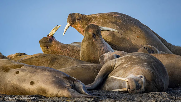 Walruses