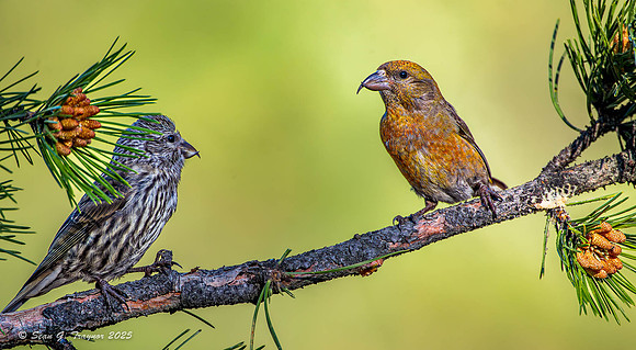 Red Crossbill