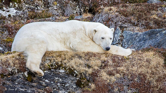 Polar Bear