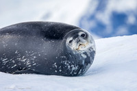 Weddell Seal