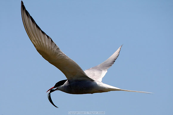 Terns