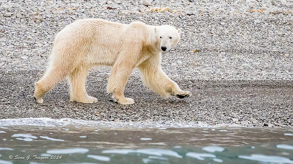 Polar Bear