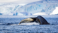Humpback Whales
