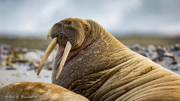 Walruses