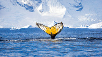 Humpback Whales