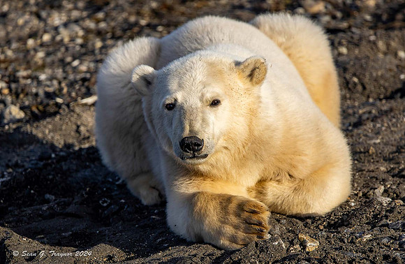 Polar Bear