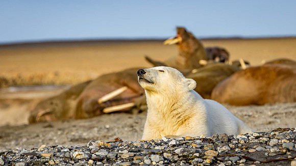 Polar Bears & Walruses