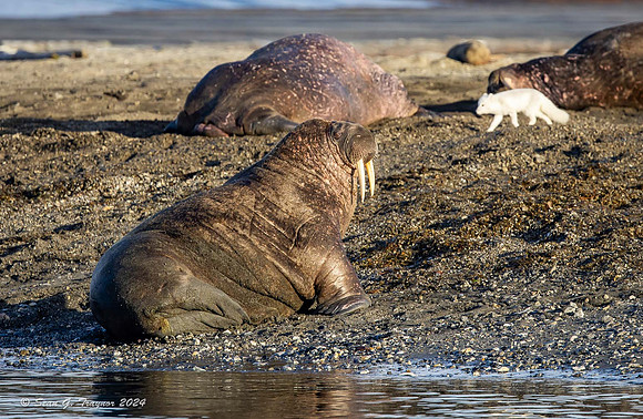 Arctic Fox & Walruses