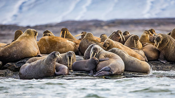 Walruses
