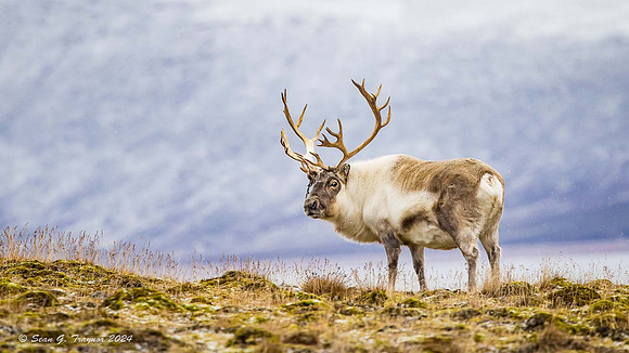 Reindeer