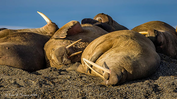 Walruses
