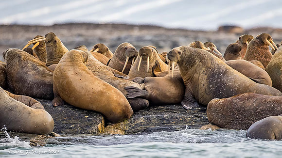 Walruses