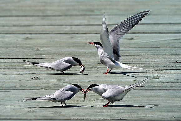 Terns