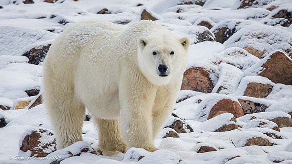 Polar Bear