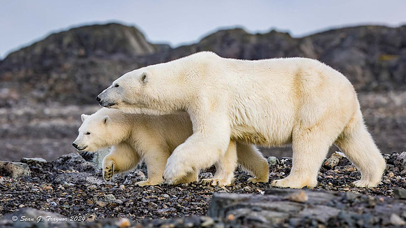 Polar Bears