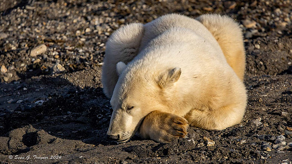 Polar Bear