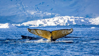 Humpback Whales