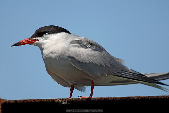 Terns