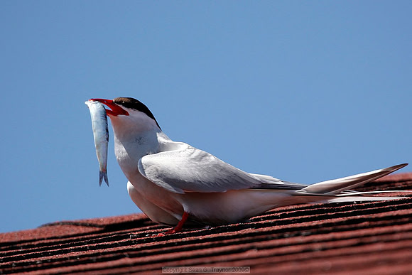 Terns