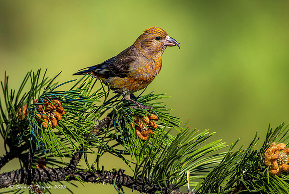 Red Crossbill