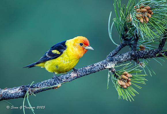 Western Tanager